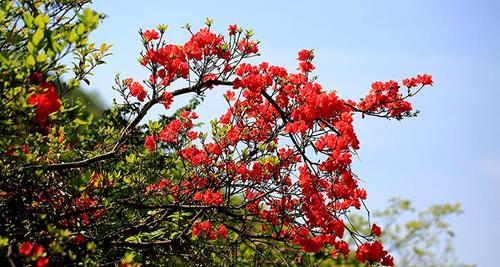 杜鹃花是保护植物吗？——探究杜鹃花的保护现状及重要性