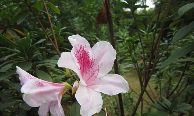 杜鹃花到底是草本还是木本（从植物学的角度分析）