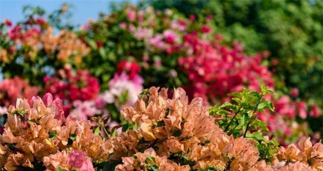 杜鹃花（探究中国哪个城市将杜鹃花定为市花）