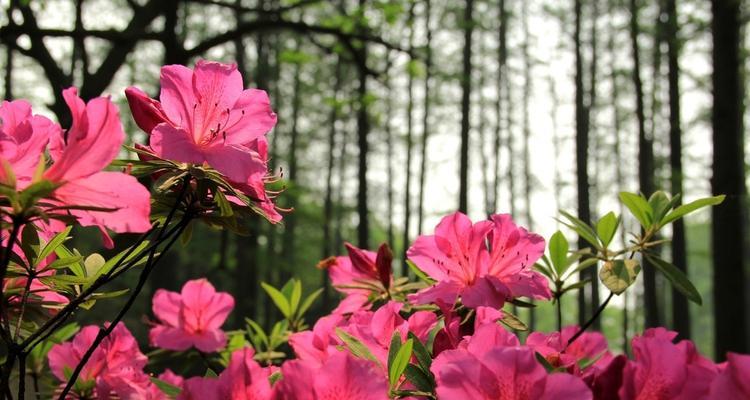 杜鹃花（探寻杜鹃花的花型）