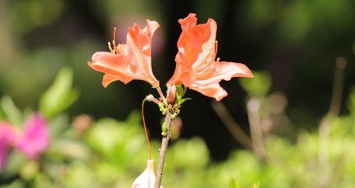 杜鹃花——落英缤纷的山野美景（探寻杜鹃花的种类）