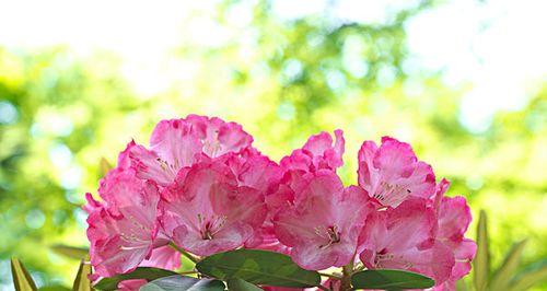 探秘杜鹃花的植物类型及特点（探索花卉学科）