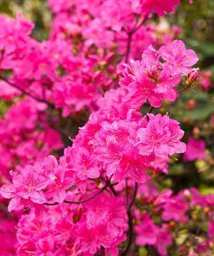 探秘杜鹃花的植物类型及特点（探索花卉学科）