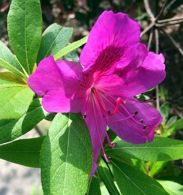 杜鹃花喜欢阳光的原因（探究杜鹃花对阳光的需求及影响）