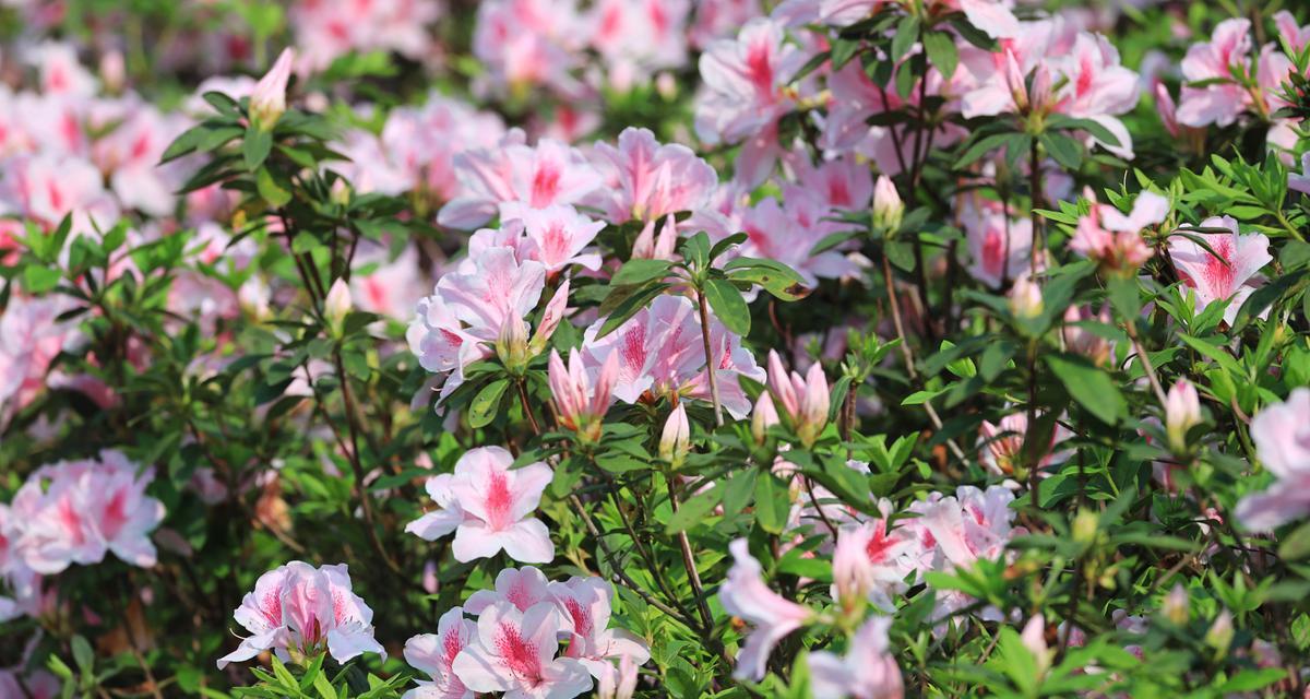 杜鹃花种子的采集和种植（了解杜鹃花种子的特点和种植技巧）