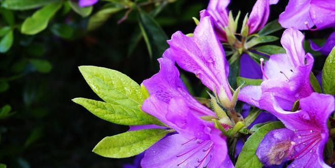 杜鹃花种子的采集和种植（了解杜鹃花种子的特点和种植技巧）