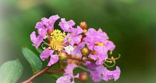 广元市的市花及其象征意义（探寻广元市花的独特美丽与文化底蕴）