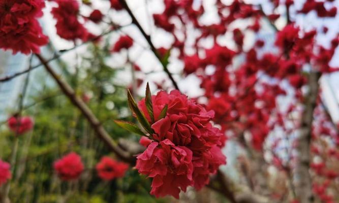 广元市的市花及其象征意义（探寻广元市花的独特美丽与文化底蕴）