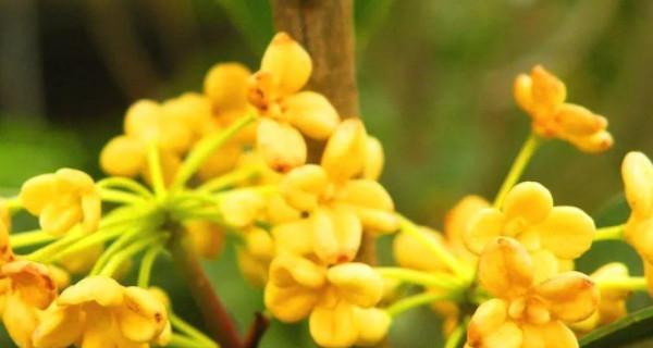 桂花树的寓意与象征风水（桂花树）