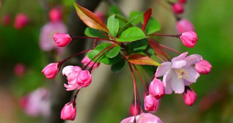 海棠花的花语与象征（探寻海棠花的意义和传承）