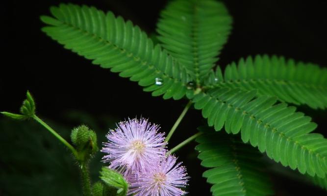 含羞草的开花（含羞草开花的意义及传递的信息）