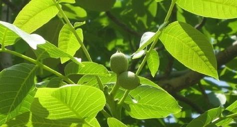 核桃树风水的祥瑞与寓意（揭示核桃树在风水中的重要地位与作用）