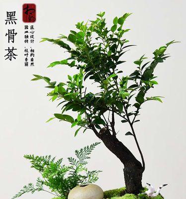 黑骨茶的风水寓意与摆放位置解析（从五行属性到居家运势）