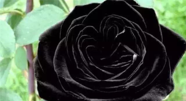 黑玫瑰的花语与寓意（探寻黑玫瑰的神秘之美）
