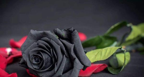 黑蔷薇的花语与寓意（深情不被理解的代表）