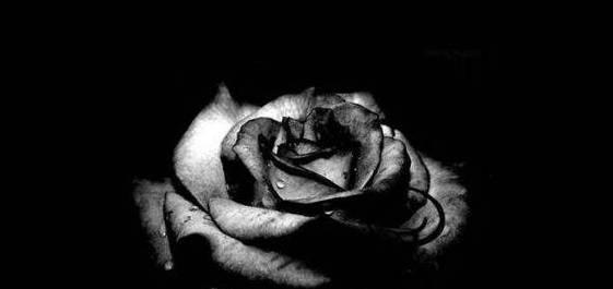 黑色玫瑰的花语及意义（探究黑色玫瑰所传递的深邃情感）