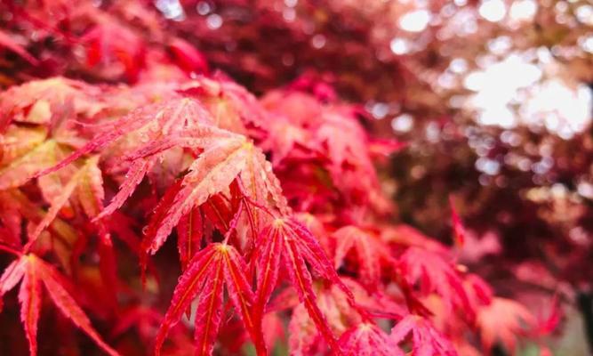 红枫的花语（探索红枫的花语及其象征意义）