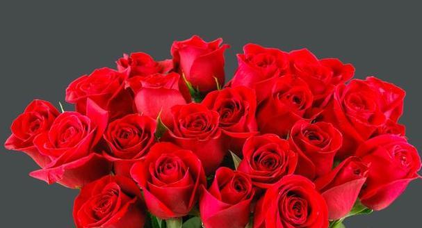 红玫瑰的花语与意义（探索红玫瑰在传统文化中的象征意义）
