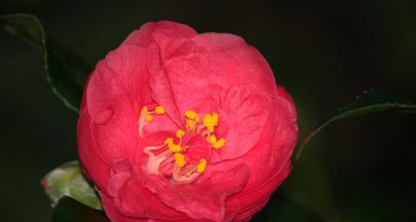 红色山茶花花语及其代表意义（红色山茶花的美丽寓意和心灵启示）