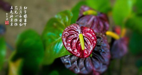 花烛风水（点亮花烛）