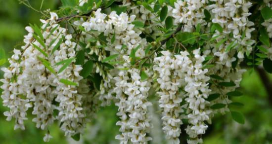 七彩槐花的花语与颜色解读（探索槐花的多彩世界）