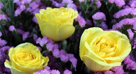 黄玫瑰的花语与象征意义（探寻黄玫瑰所代表的情感和寓意）