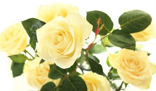 黄玫瑰的花语与象征意义（探寻黄玫瑰所代表的情感和寓意）