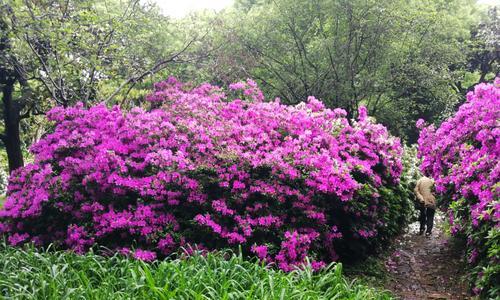 黄山市花杜鹃花的象征与意义（美丽的杜鹃花在黄山传递的信息）