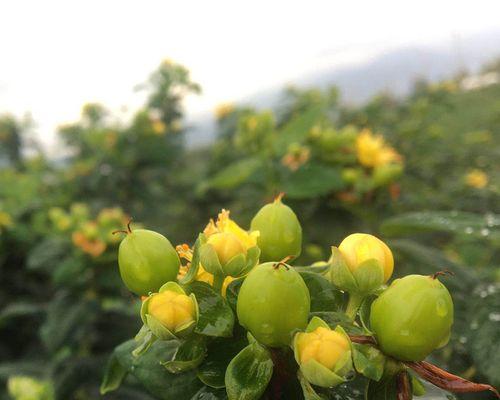 以火龙珠的花语为主题的神秘魅力（揭开火龙珠花语的七个神秘面纱）