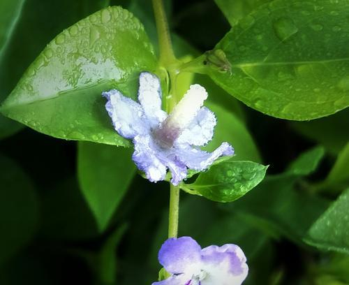 以假连翘的花语和寓意（了解以假连翘的花语和寓意）