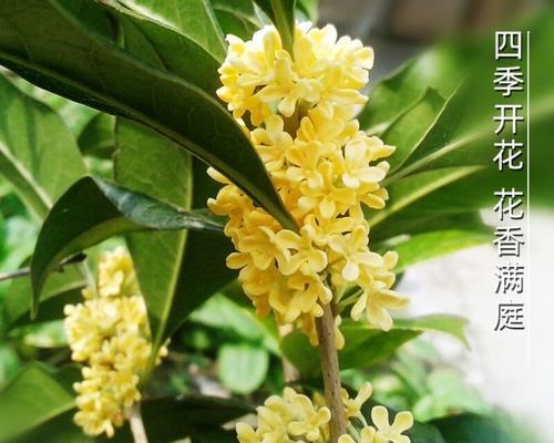 金桂花开的季节和寓意（探索金桂花的开花时间和象征意义）