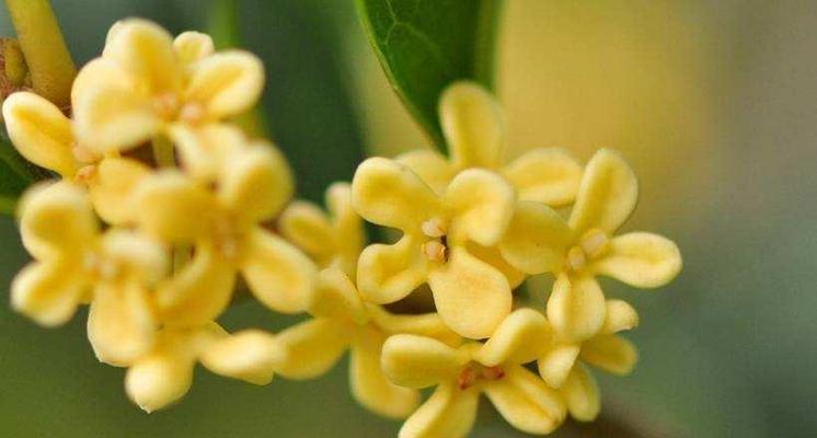 金桂花开的季节和寓意（探索金桂花的开花时间和象征意义）