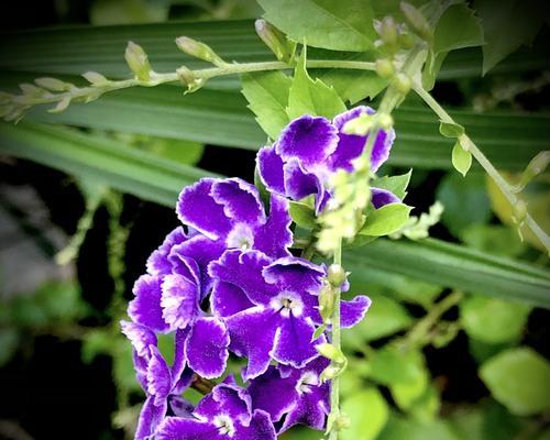 金露花——花开如金寄情真爱（金露花的花语与寓意）