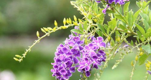 金露花——花开如金寄情真爱（金露花的花语与寓意）