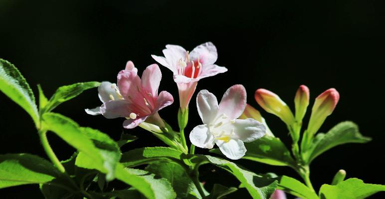 锦带花（传递美好祝愿的锦带花）