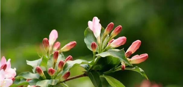 锦带花（传递美好祝愿的锦带花）