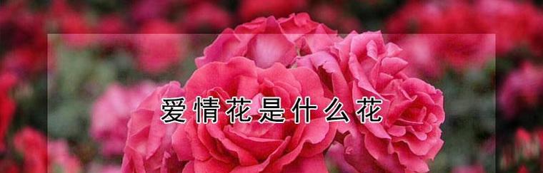 九朵玫瑰花的花语与含义（解读九朵玫瑰花的意义）