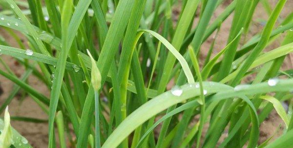 韭菜的风水寓意与种植位置（探索韭菜的吉祥象征与种植技巧）