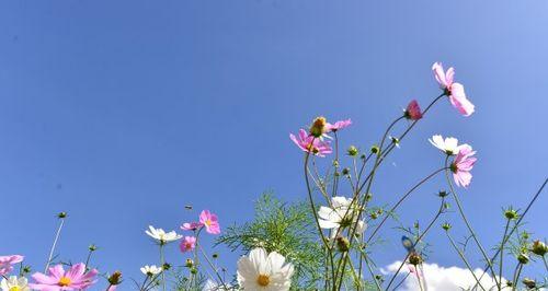 市花格桑花的象征寓意及文化价值（探究市花格桑花的意义与重要性）