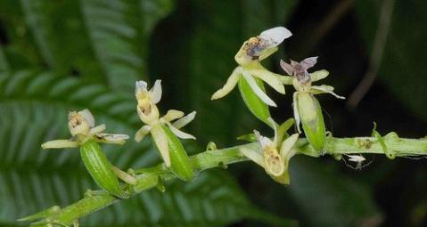 探秘兰科植物的主要特征（了解兰科植物的特点与分类）