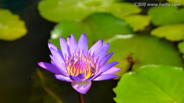 蓝莲花（探索蓝莲花所代表的不同人格特质与意义）