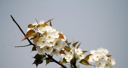 以梨花代表的人（探寻梨花的象征意义和内涵）