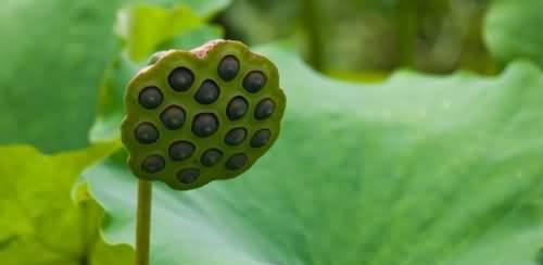 莲蓬的象征意义与寓意（揭示莲蓬的深层内涵与文化意义）