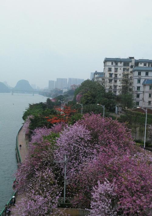 柳州市花洋紫荆的象征与寓意（洋紫荆花的文化内涵与艺术价值）