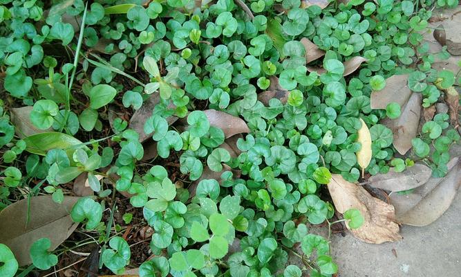 马蹄花——爱情与忠诚的象征（从花朵到传说）