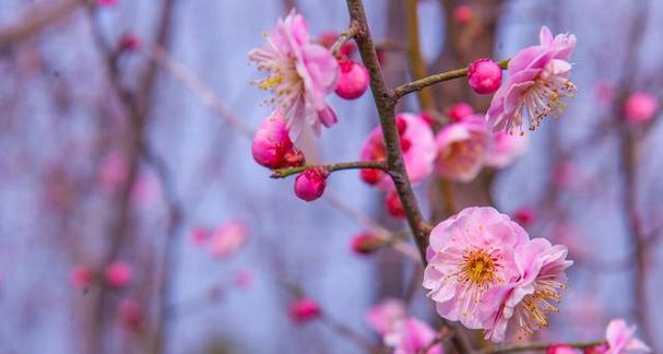 梅花（揭示梅花花语及代表意义的深刻内涵）