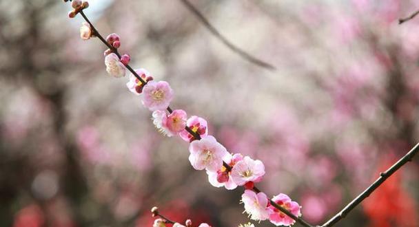 梅花（揭示梅花花语及代表意义的深刻内涵）