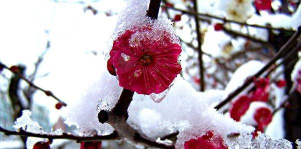 梅花的花语与象征寓意（冬日之花）