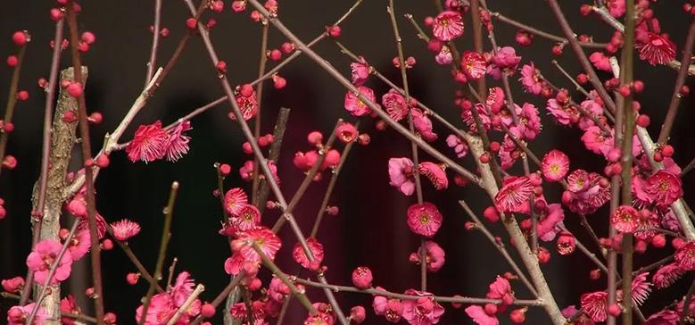 梅花的花语与象征寓意（冬日之花）