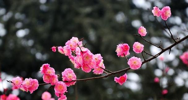 梅花花语（梅花——坚韧不拔的生命力与希望）